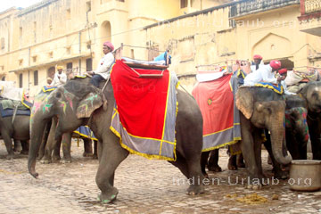 Elefanten an der Elefantenstation neben dem Garten am Maothe See auf denen man von hier aus für ein paar Rupien zum Amber Palast reiten kann.