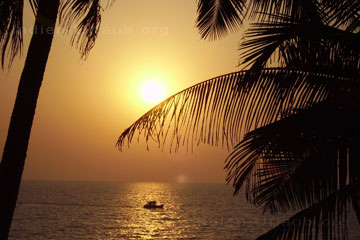 Die Sonnenuntergänge in Arambol sind ganz unterschiedlich - manchmal so wie hier auf dem Bild leuchtend Rot - hier spiegelt sich die untergehende Sonne auf dem Meer wo durch den Schweif gerade ein Fischerboot fährt. Bei anderen Sonnenuntergängen sieht man Wolken doch Regen gibt es in der Hauptreisezeit nie. Das Bild habe ich vom Balkon des Ferienzimmers durch die Palmen hindurch gemacht, im Januar bei Tagestemperaturen von etwa plus 35° Grad Celsius.