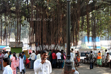 Viele Inder unter einem großen Schatten spendenden Baum in Bombay.