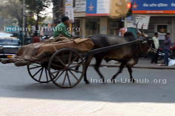 Indischer Lieferant von Waren mit einem Ochsengespann in einer indischen Großstadt an einer gut frequentierten Straßenkreuzung unterwegs.
