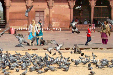 Taubenfütterung an der größten Moschee von Indien in Delhi.