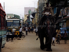 Elefant in Rajasthan