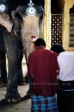 Inder die einen lebendigen Elefanten huldigen.