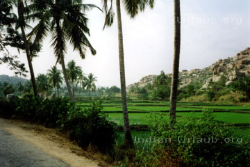 Bauern auf den Reisfeldern in Hampi.