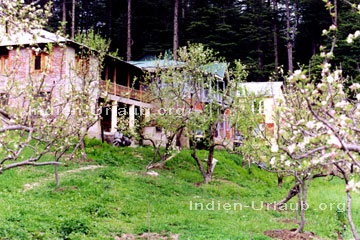 Wie hier auf dem Bild zu sehen, die Apfelblüte im Himalaya zu erleben ist auch unbedingt eine Indien Reise wert.