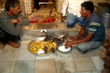 Inder bei der Rattenfütterung in dem Rattentempel in dem indischen Bundesstaat Rajasthan bei den Rundreisen in Indien.