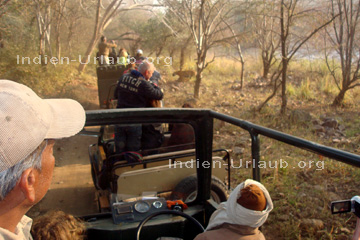 Tiger in freier Wildbahn bei der Tierbeobachtung und Tigersafari in einem National Park in Indien.