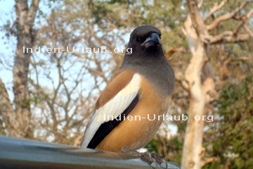 Vogel in Indien.