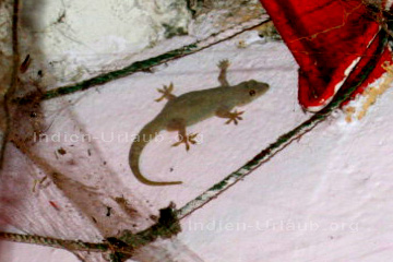 Gecko in Indien, er frisst lästige Insekten und kann an den senkrechten Wände sowie  der Decke laufen weil er unter seinen Tatzen lauter winzige Haare hat mit denen er sich sogar auf spiegelglatten Ebenen festhalten kann.