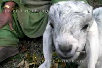 Ein süßes junges indisches Schaf (Lamm) wie es im Himalaya oft zu sehen ist das sich wie ein Hund verhält und sehr lange Ohren hat. Auf dem Video sieht das noch viel putziger aus. Im Sommer werden die Schafe von ihrem langhaarigen und zotteligem Fell befreit.
