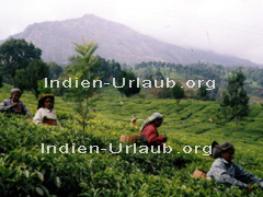 Kerala-Indien-Tee-Ernte