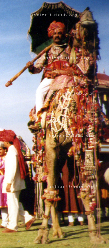 Indien Reisen auf dem Rücken von einem Reich geschmücktem Kamel im Großformat.