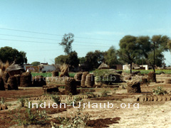 Fabrik für Kuhfladen als Brennmaterial in Rajasthan