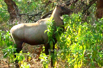Wild im Ranthambhore Nationalpark bei der Tiger Safari ind Indien.