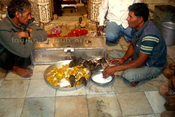 Drei Hindus bei der Fütterung der Ratten im Rattentempel in Indien indem die denen aus Kokosnüssen einen Brei zubereiten und andere Futterkugeln aus verschiedenen Zutaten formen.
