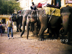 Und so sehen die Elefanten in Rajasthan für die normalen Leute aus. Neben den Elefanten steht Ihr Deutscher Reiseführer mit allen Kenntnissen über Indien.