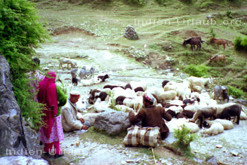 Schäfer mit Schafherde bei einer Rast mit Chai-Tee in einer schönen Naturlandschaft im Gebirge von Nord-Indien trifft man immer wieder beim Trekking (Wandern) in Indien.